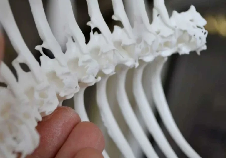 3D Printed CAT Scan